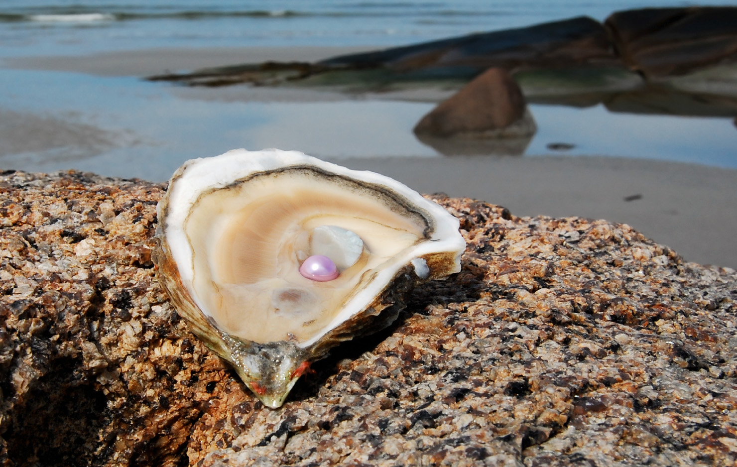 長崎県産あこや真珠